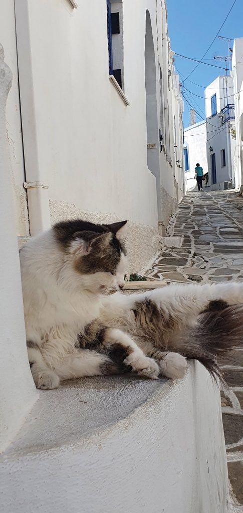 lefkes-gato