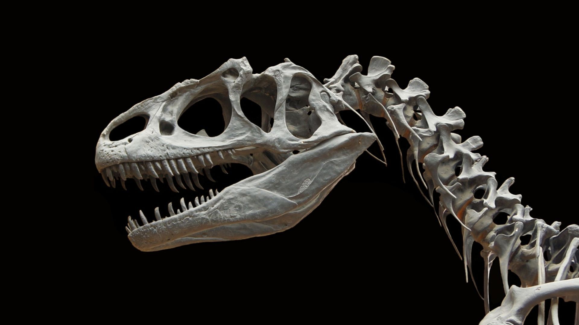 El Museo Arqueológico y Paleontológico de Madrid exhibirá la réplica de un dinosaurio de 6 metros Dinasaurio