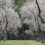 almendral la Quinta de los Molinos
